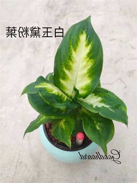 白玉萬年青風水