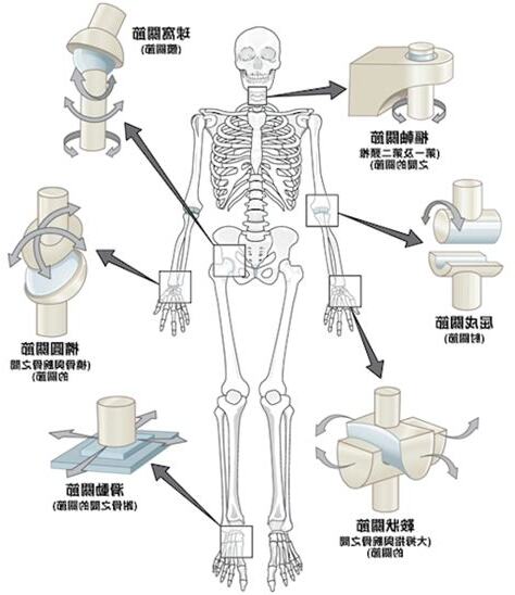 屈戍關節