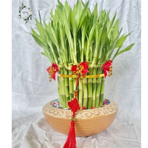 開店招財植物