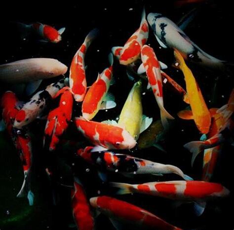 小鯉魚飼養