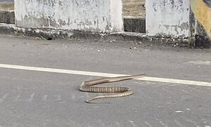 遇到蛇徵兆