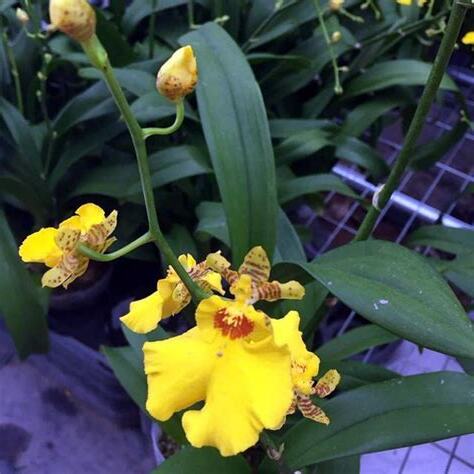 文心蘭開花條件