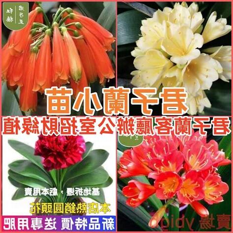 招財花卉