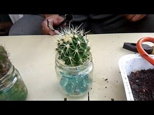 金琥仙人掌繁殖