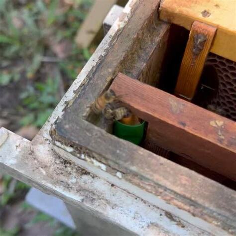 蜜蜂在家裡