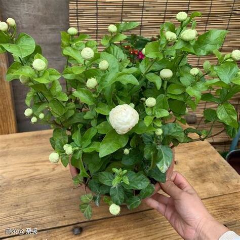 虎頭茉莉修剪