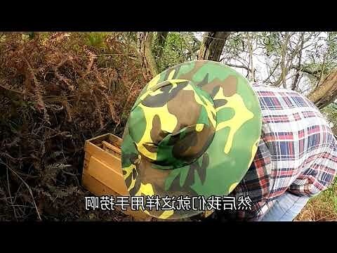 家裡有蜜蜂怎麼辦