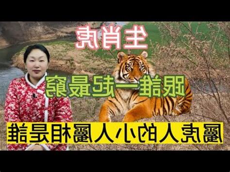 屬虎適合