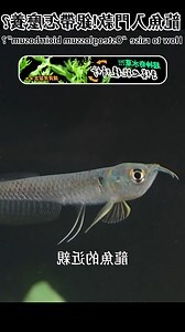 銀帶好養嗎