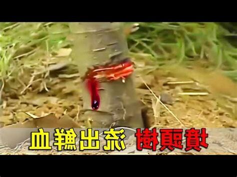墳頭長樹