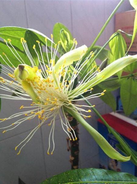 发财树会开花吗