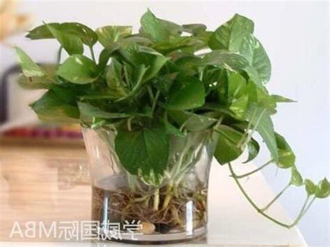 綠蘿功效