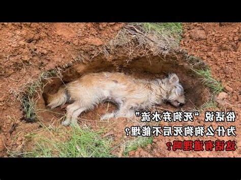 死狗放水流
