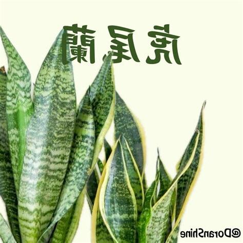 虎邊植物