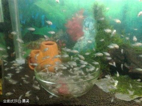皇冠魚