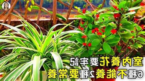 容易養的植物