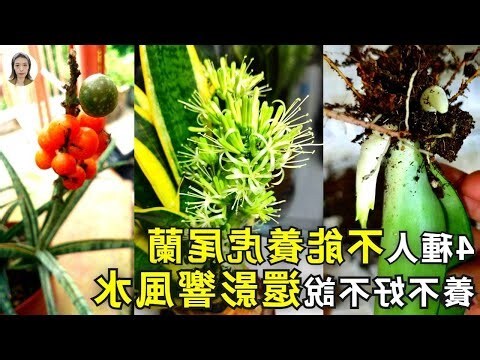 家裡為什麼不能養虎皮蘭