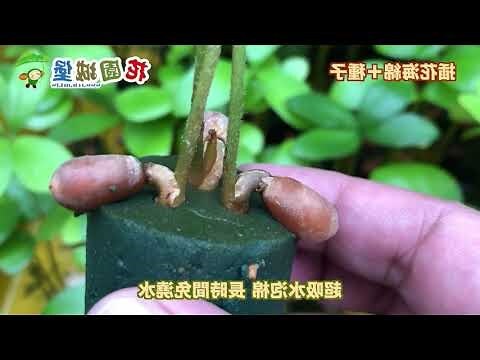 墨西哥鐵樹