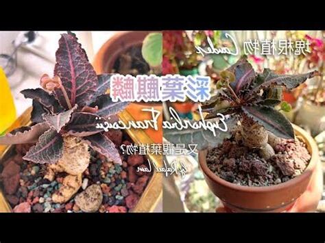 柳葉麒麟照顧