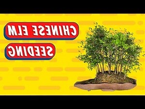 榆樹盆栽照顧