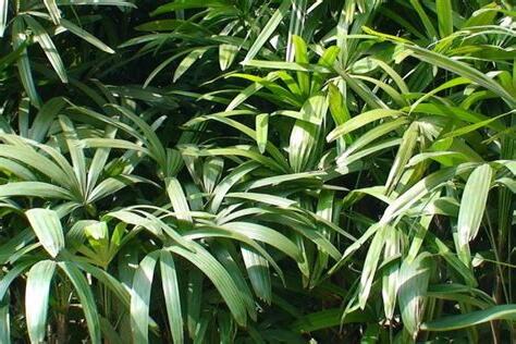 化煞植物