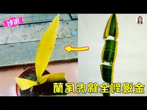 黃金虎尾蘭風水