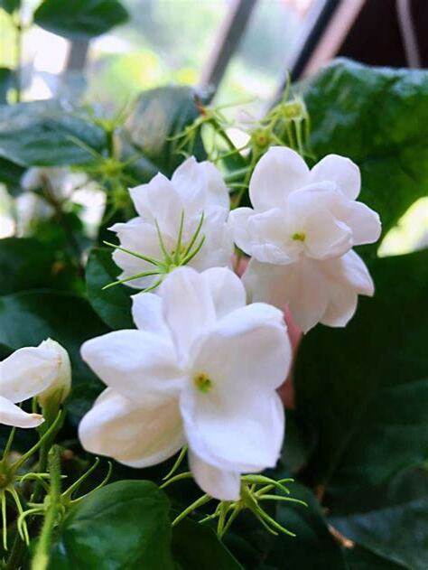 茉莉花招陰