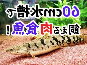 肉食魚種類