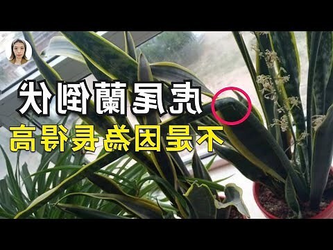 虎尾蘭葉子捲曲
