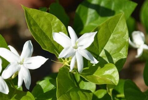 種茉莉花好嗎