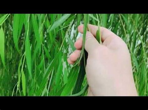 柳樹種植