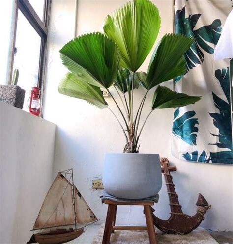 室內植物名稱