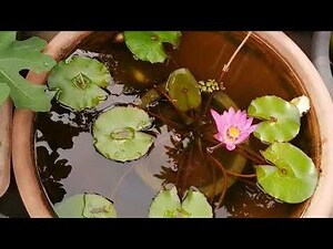 蓮花水缸風水