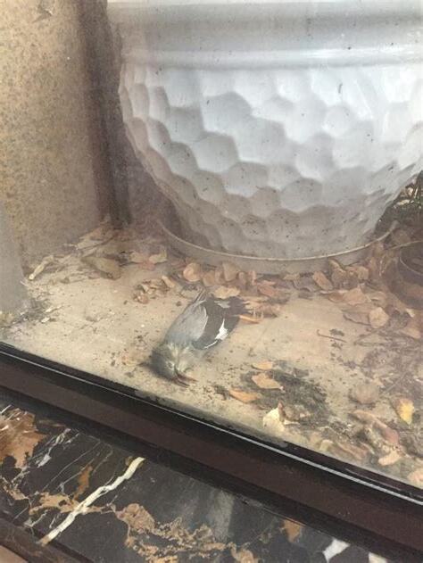 鳥死在陽台