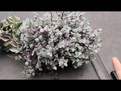 油畫植物