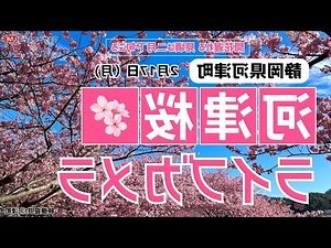 槐樹開花