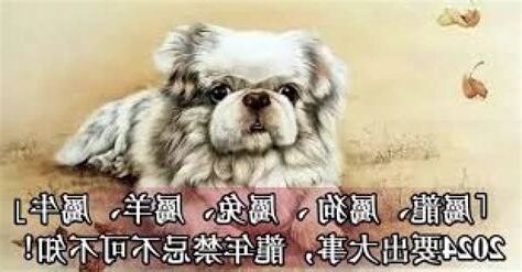 屬狗屬兔