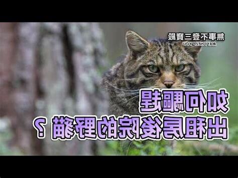 野貓跑進家裡怎麼辦