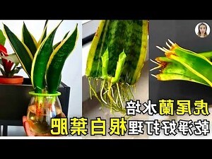 黃金虎尾蘭水耕
