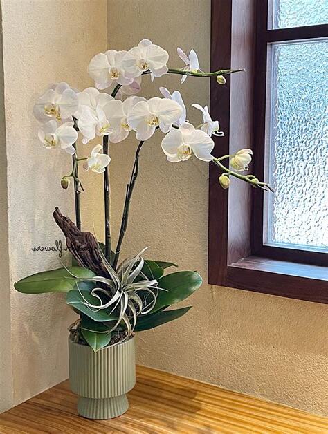 白色蘭花招財
