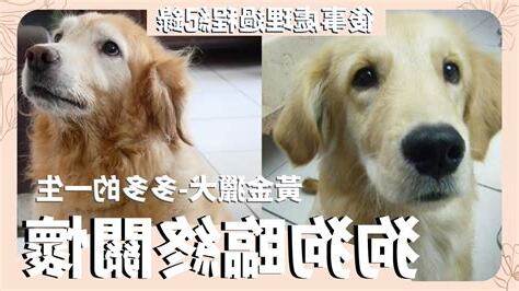 狗狗後事處理