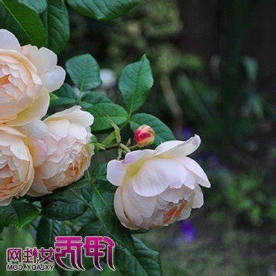 薔薇有刺嗎