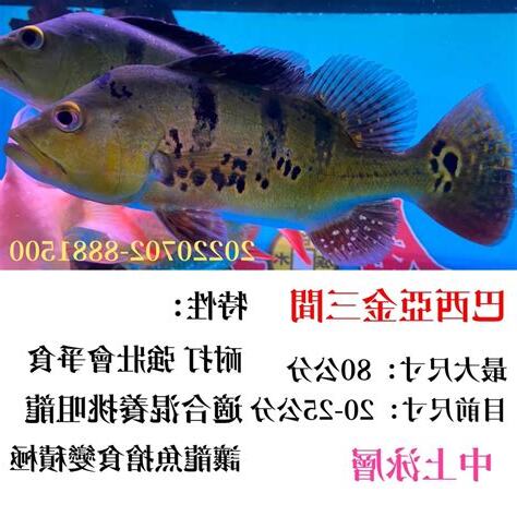 混養魚種