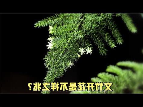 文竹開花風水