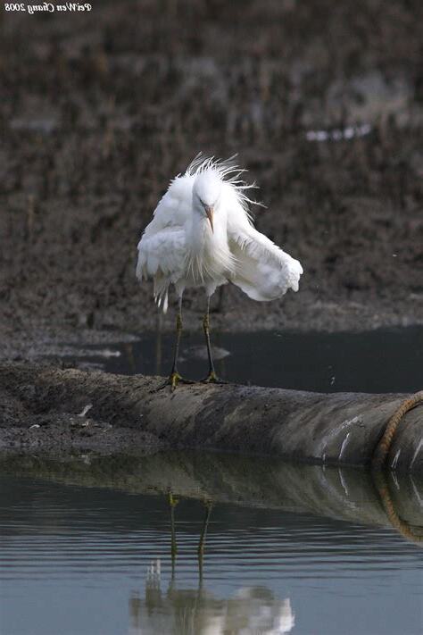 一直看到鳥