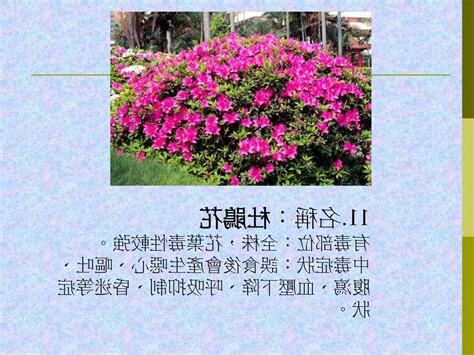 杜鵑花中毒怎麼辦