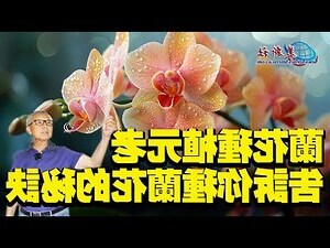 蘭花顏色