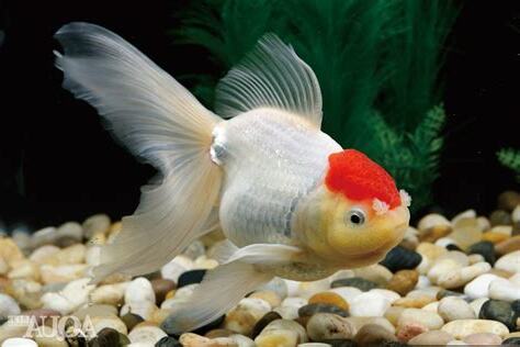白色金魚