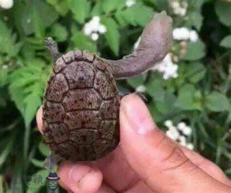 撿到烏龜代表什麼意思