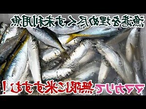 米竹養魚
